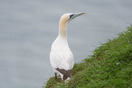 Thumbnail of Gannet